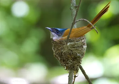 Мухоловка птица - информация, гнездование в дуплах и скворечниках