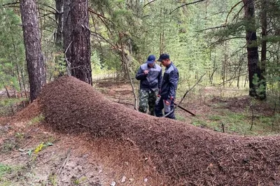 Гигантский муравейник в Алтайском крае, где нашли огромный муравейник,  самый большой муравейник в России - KP.RU