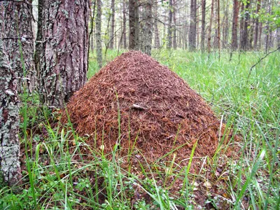 Мониторинг рыжих лесных муравьев в заповеднике «Нургуш» - Заповедник  «Нургуш»