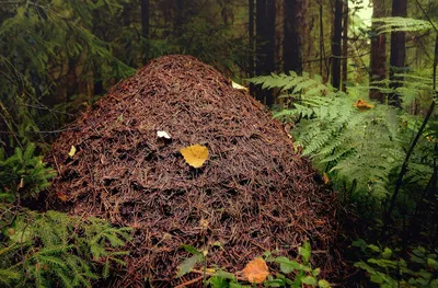 Лесной муравейник защищённый от дождя и солнца веткой дерева. Stock Photo |  Adobe Stock