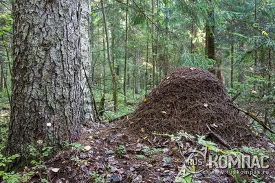 Муравейник в лесу. Фотография. Альбом: Тихая охота за белыми грибами /  РусКомпас