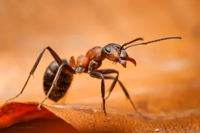Самые большие лесные муравейники, их конструкция и экосистема.