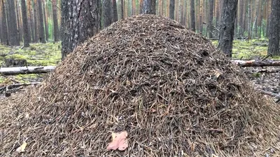 большой муссир в лесу. большой муравейник с колонией муравьев в лесу  Стоковое Изображение - изображение насчитывающей гнездй, пуща: 215251813