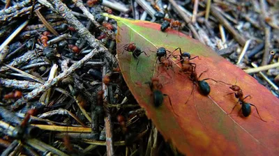 Картинки муравейник - 74 фото