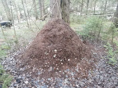 Фото дня: гигантский муравейник в лесу Коми