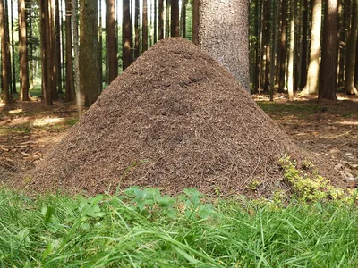 В Ханты-Мансийске нашли самый большой муравейник в России | Общество |  Окружная телерадиокомпания Югра