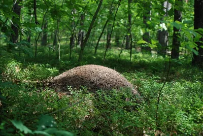 Большой муравейник в лесу - домик и жилище муравьев и осенних листьев |  Премиум Фото