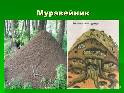 Как устроен муравейник.