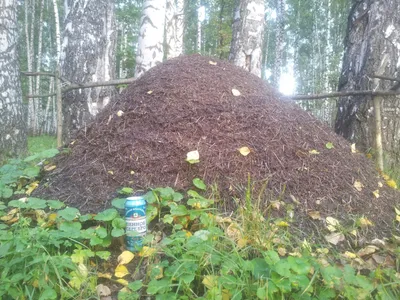 огромный муравейник в лесу. самарская лука Стоковое Фото - изображение  насчитывающей трава, взорвать: 224014248