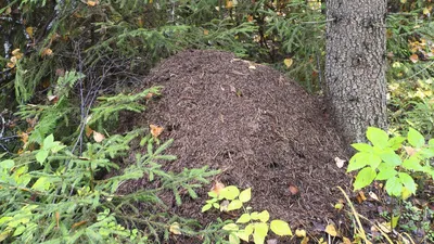 большой муравейник на лесной подстилке хвойного леса Стоковое Изображение -  изображение насчитывающей пол, земля: 223523821