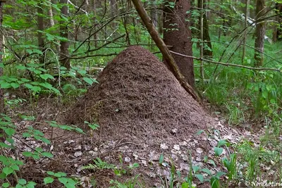 Мониторинг рыжих лесных муравьев в заповеднике «Нургуш» - Заповедник  «Нургуш»