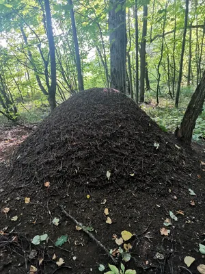 Гигантский муравейник в лесу