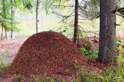 гигантский муравейник в лесу в центральной европе Стоковое Изображение -  изображение насчитывающей сновидение, погремушк: 228283793
