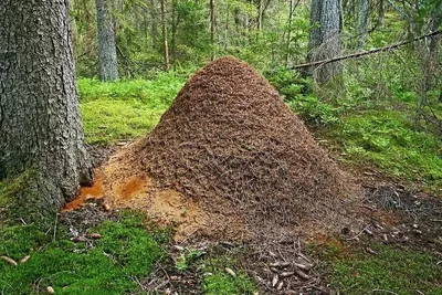 Гигантский муравейник в лесу Пушкинского района Подмосковья (03.10.15) -  YouTube