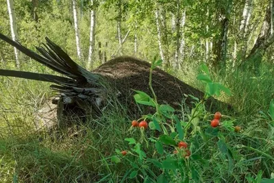 Муравейник в лесу среди деревьев …» — создано в Шедевруме
