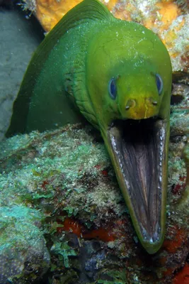 Рыба мурена-мурена (gymnothorax favagineus) охотится под водой. фон голубой  воды. | Премиум Фото