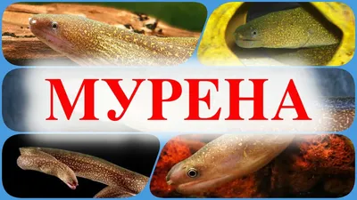 Гимноторакс фимбриатус Gymnothorax fimbriatus