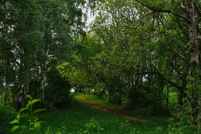 Церковь Воздвижения Креста Господня (новая), Мурыгино (Юрьянский район),  фотография. фасады Вид с юга.