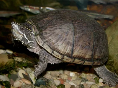 Обыкновенная мускусная черепаха (Крокодилы и черепахи) · iNaturalist