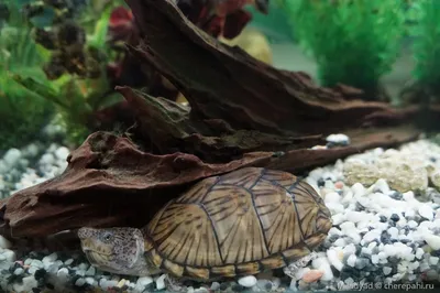 Черепаший дом - Мускусная черепаха | Facebook