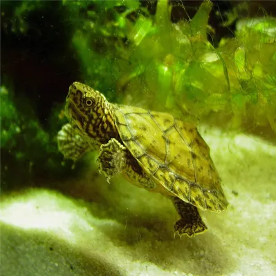 Мускусная черепаха: содержание, фото, видео