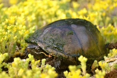 Малая мускусная черепаха — Википедия