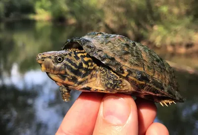 Мускусная черепаха: описание, виды, содержание и уход