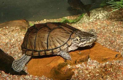 Мускусная черепаха - содержание, размножение, фоо,видео