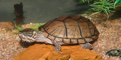 Мускусная черепаха (Sternotherus odoratus) купить - Живая планета