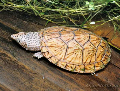 Мексиканская Мускусная Черепаха — стоковые фотографии и другие картинки  Giant Musk Turtle - Giant Musk Turtle, Без людей, Горизонтальный - iStock