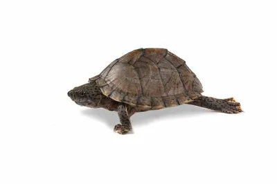 Обыкновенная мускусная черепаха - 63 фото