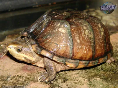 Обыкновенная мускусная черепаха(Sternotherus odoratus)