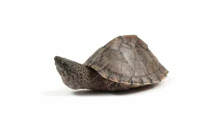 Красноухая черепаха в море - 59 фото