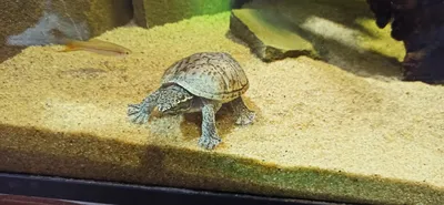 Мускусные черепахи (лат. Sternotherus odoratus)