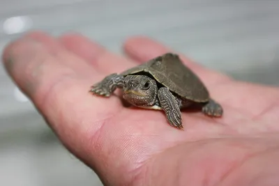 Мускусная черепаха (девочка) – купить в Москве, цена 2 500 руб., продано 26  июля 2019 – Другие животные