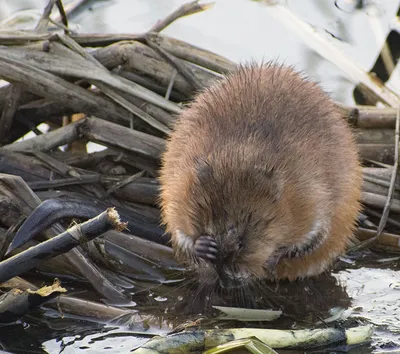 Ондатра, мускусная крыса, Muskrat | Fedor | Flickr