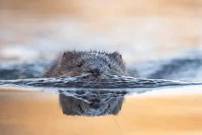 Ондатра, мускусная крыса, Muskrat | Fedor | Flickr