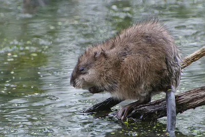 Чем может удивить обыкновенная ондатра — она же «мускусная крыса» |  Приключения натуралиста | Дзен