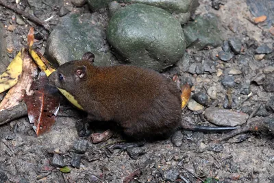 Мускусная крыса | Пикабу