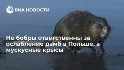 LaneStrannik on X: \"Ондатра (мускусная крыса); Ondatra zibethicus; Muskrat.  #WoWMammals #Luv4Wilds #NaturePhotography #Muskrat #NatureLovers  #AnimalPhoto https://t.co/tuWe91o2h1\" / X