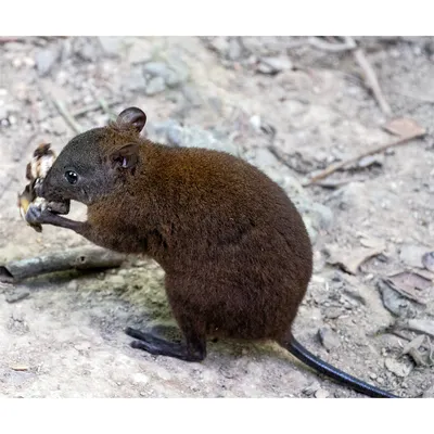 Природа, животные, фауна, онда́тра, мускусная крыса, Ondatra zibethicus,  млекопитающие, полевки, грызуны Stock Photo | Adobe Stock