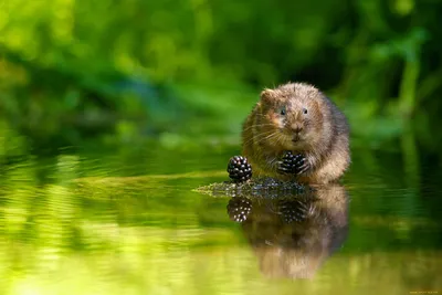 LaneStrannik on X: \"Ондатра (мускусная крыса); Ondatra zibethicus; Muskrat.  #WoWMammals #Luv4Wilds #NaturePhotography #Muskrat #NatureLovers  #AnimalPhoto https://t.co/tuWe91o2h1\" / X