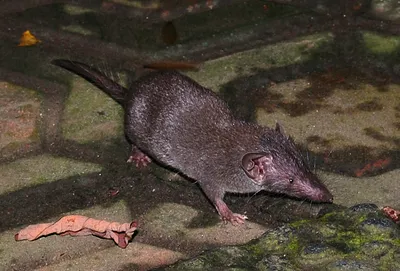 Ондатра, или мускусная крыса | zoo-ekzo.com- Экзотические животные