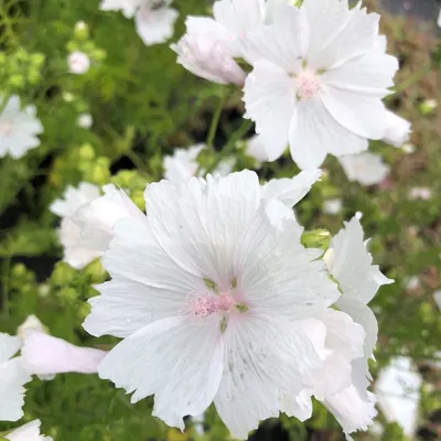 Вертикордия — Мальва мускусная розовая (Malva moschata rosea)