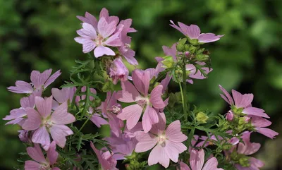 Malva moschata / Мальва мускусная | Атлас цветущих растений