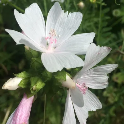 Вертикордия — Мальва мускусная розовая (Malva moschata rosea)