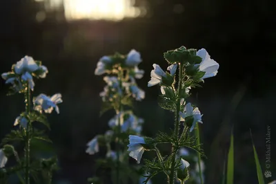 Мальва, или просвирник мускусный (Мalva moschata)