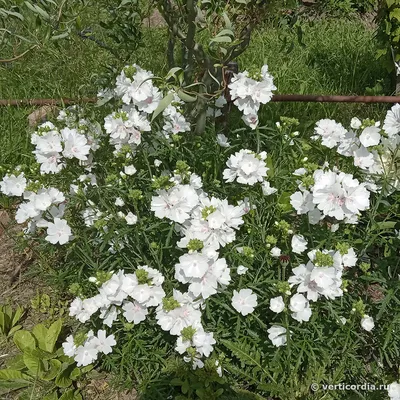 Вертикордия — Мальва мускусная белая (Malva moschata alba)