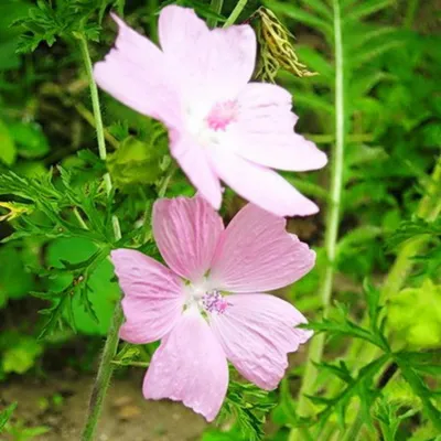 Мальва мускусная (Malva moschata) купить с доставкой по Беларуси \"BuonRoza \"