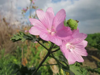 Мальва мускусная - 90 семена - Malva moschata – Garden Seeds Market |  Бесплатная доставка